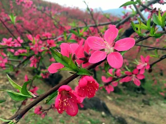 有时半醉百花前 打一字